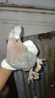 Beauty Homer Cross Pigeon - Female - 4