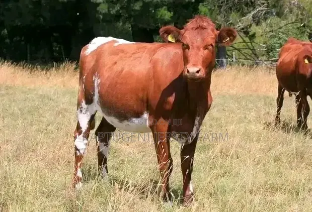 Dairy Cows (Incalf Heifers) - 1
