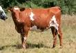 Dairy Cows (Incalf Heifers) - 2