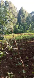 Kitalu cha 50x100 Kinauzwa Kangodo, Dagoretti, Kaunti ya Nairobi - 2