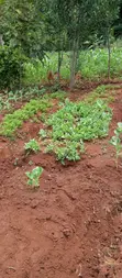Kitalu cha 50x100 Kinauzwa Kangodo, Dagoretti, Kaunti ya Nairobi - 3