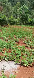 Kitalu cha 50x100 Kinauzwa Kangodo, Dagoretti, Kaunti ya Nairobi - 4