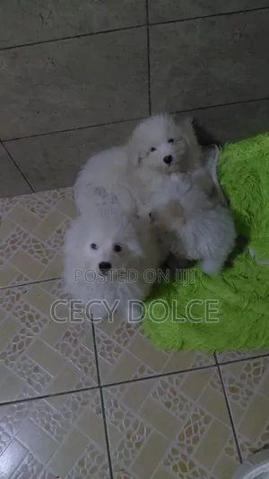 Kituo cha Kiume cha Mchanganyiko wa Maltese, Miezi 1-3