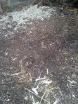 Chicken Manure - 20 Bags Available - 1