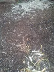 Chicken Manure - 20 Bags Available - 2