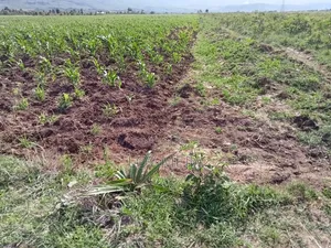 Kitalu cha 1/8 Eka kwa Uuzaji Lusiget, Kikuyu