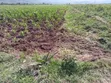 1/8 Acre Plot for Sale in Lusiget, Kikuyu - 1