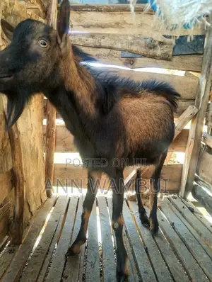 German Alpine Buck Goat for Sale