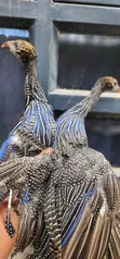 Vulturine Guinea Fowl Keets - 1