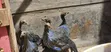 Vulturine Guinea Fowl Keets - 2