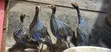 Vulturine Guinea Fowl Keets - 3