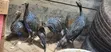 Vulturine Guinea Fowl Keets - 4