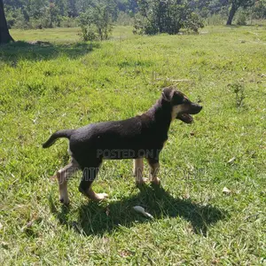 Mbwa Mchanganyiko wa Kijerumani wa Kike, Miezi 1-3