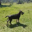 Mbwa Mchanganyiko wa Kijerumani wa Kike, Miezi 1-3 - 1