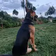 Mbwa Mchanganyiko wa Kijerumani wa Kike, Miezi 1-3 - 4