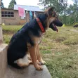 Mbwa Mchanganyiko wa Kijerumani wa Kike, Miezi 1-3 - 5