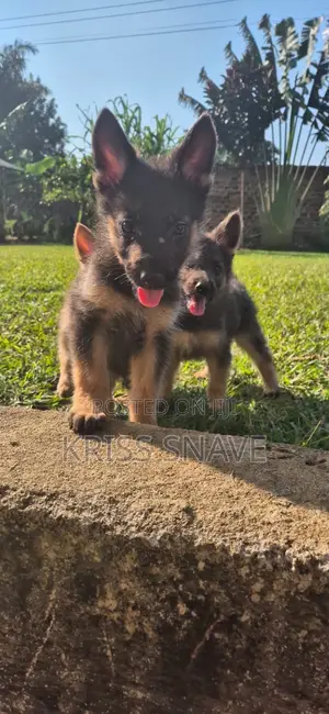 Vibweta vya German Shepherd Safi (Miezi 1-3)