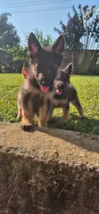 Vibweta vya German Shepherd Safi (Miezi 1-3) - 1