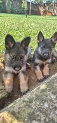 Vibweta vya German Shepherd Safi (Miezi 1-3) - 2