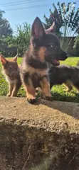Vibweta vya German Shepherd Safi (Miezi 1-3) - 3
