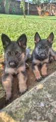 Vibweta vya German Shepherd Safi (Miezi 1-3) - 4