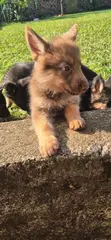 Vibweta vya German Shepherd Safi (Miezi 1-3) - 5
