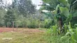 1/4 Acre Plot in Karatina with Water, Power, All-Weather Road - 1