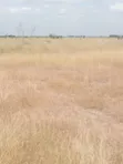 Kiwanja cha Kuuzwa Juja Athi - 5