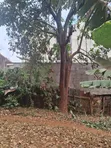 Kiamumbi Kamiti Road Prime 50x100 Plot Nyuma ya Kituo cha Polisi - 3