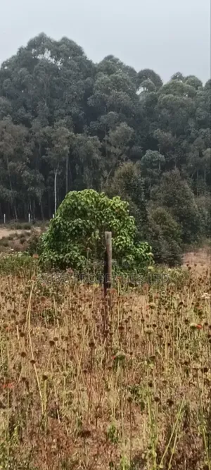 Kitalu cha 50x100 Thigio, Lusingetti