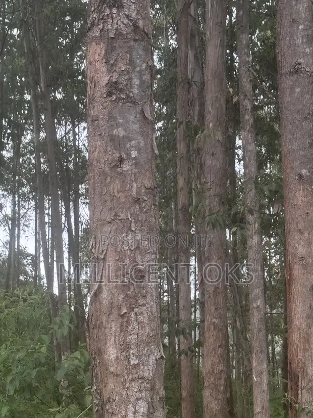 Miti Zaidi Ya 800 Ya Blue Gum Kwa Mauzo - 1
