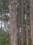 Miti Zaidi Ya 800 Ya Blue Gum Kwa Mauzo - 1