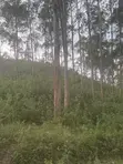 Miti Zaidi Ya 800 Ya Blue Gum Kwa Mauzo - 4