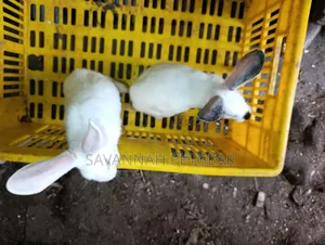 Young Californian or California-Cross Rabbit Kits