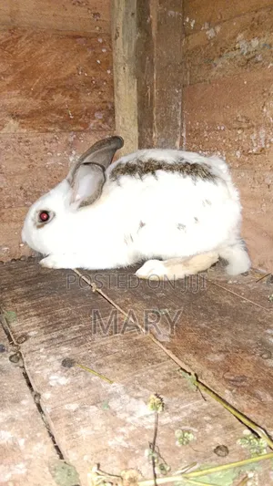 Rabbits for Sale (Male & Female)