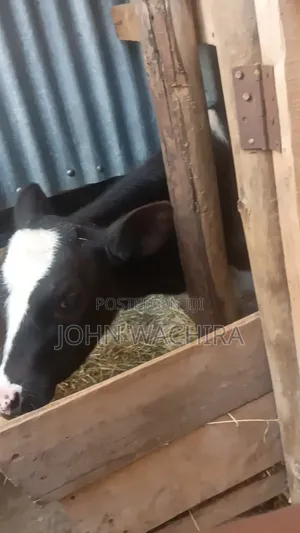 Fresh Dairy Cow for Sale
