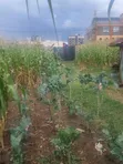 1/8 Acre Commercial Plot for Sale, Gitothua - 4
