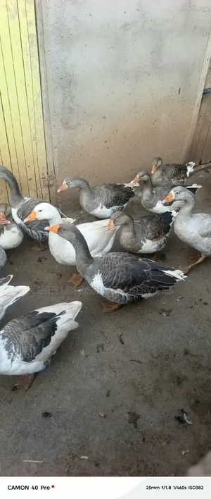 Chinese Geese - Mature Breeding Pair