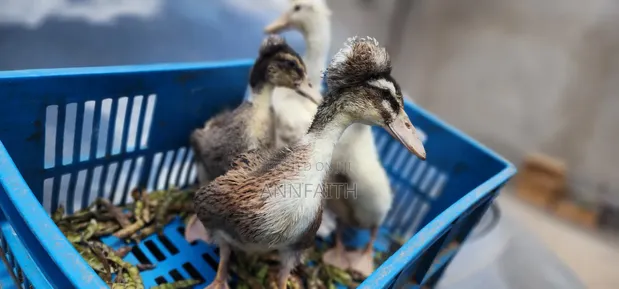 Crested Ducklings/Ducks for Sale - 1