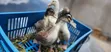 Crested Ducklings/Ducks for Sale - 1