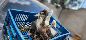 Crested Ducklings/Ducks for Sale