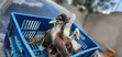 Crested Ducklings/Ducks for Sale - 2