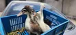 Crested Ducklings/Ducks for Sale - 3