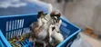 Crested Ducklings/Ducks for Sale - 4