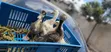 Crested Ducklings/Ducks for Sale - 5