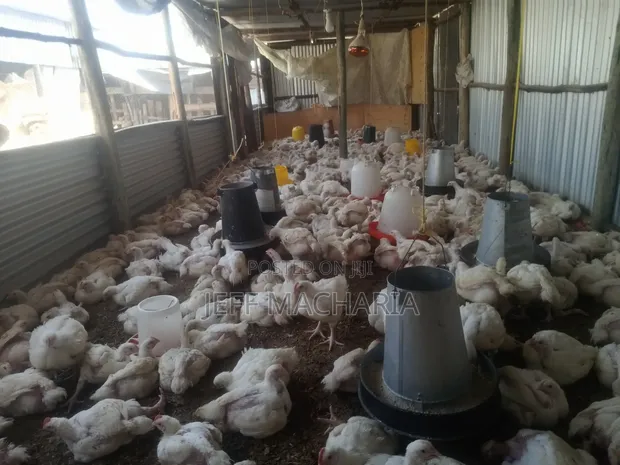 Ready Broiler Chickens for Sale - 1