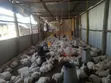 Ready Broiler Chickens for Sale - 2