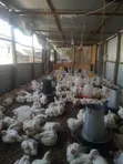 Ready Broiler Chickens for Sale - 3