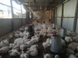 Ready Broiler Chickens for Sale - 4