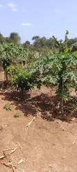 Kiwanja cha Ardhi kwa Uuzaji Matuu Kivandini - 1